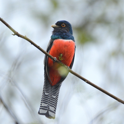 Blue-Crowned Trogan